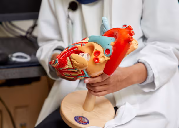 doctor holding a model of a heart