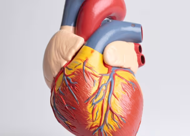 fake heart on display