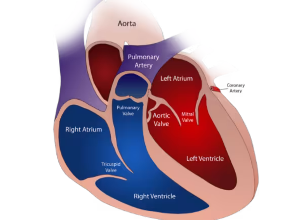 heart valve diagram