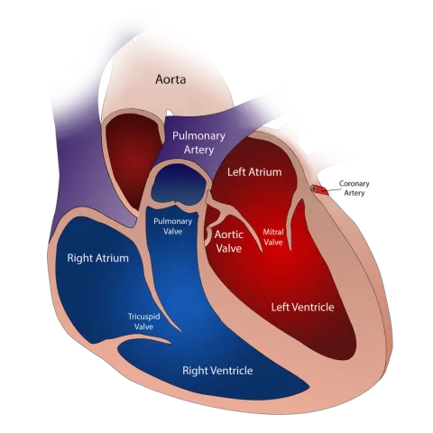 heart image