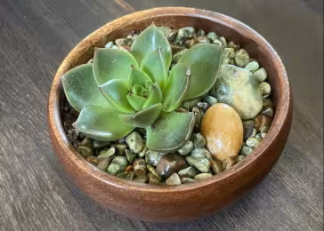 moodyplants